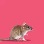 Effective Pest Control: Tips for Prevention and Long-Term Management